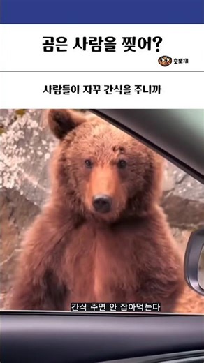곰은 사람을 찢어? #동물 #곰 #힐링 #유머