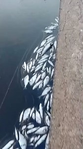 ✍️ Antonio Valentini La laguna di Orbetello e il viaggio lungo la distesa di pesci morti A Orbetello vivono appesi ai venti. Se tira a scirocco, l’acqua della laguna si scalda e proliferano le alghe tossiche, quelle che consumano ossigeno e sprigionano idrogeno solforato, soffocando i pesci. Se invece gira a maestrale e si accentua l’escursione termica tra il giorno e la notte, lentamente l’acqua si raffredda consentendo la vita. Le temperature torride hanno riacutizzato il problema con cui i pe