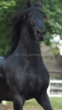 Friesian Horses - Beauty and Historical Resilience #horses #horse #friesianhorse