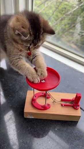 Wooden Perpetual Spiral Motion Kinetic Ball Roller Science Toy 1️⃣