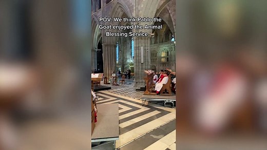 Hilarious footage of a GOAT singing in Worcester Cathedral goes viral with 2 MILLION hits worldwide