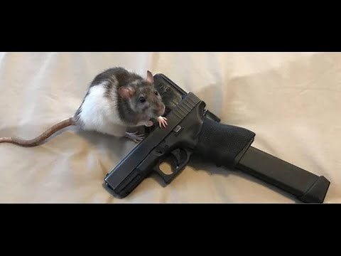 rat memes that jerry approves