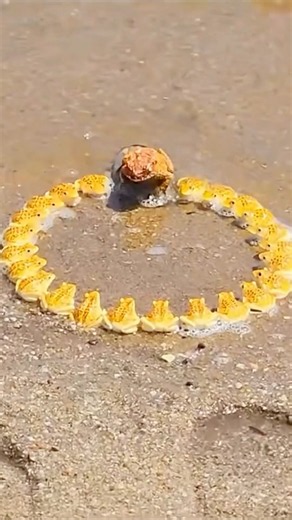 Why Do Frogs Sit in Perfect Circles? 🐸 #goodtoknow #vet #medicine #educational #lifehack #survival