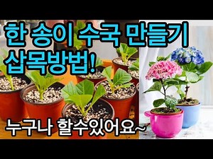가을철 수국 삽목방법!(한 송이 짜리 수국 만들기) 초보자들도 할수있어요~