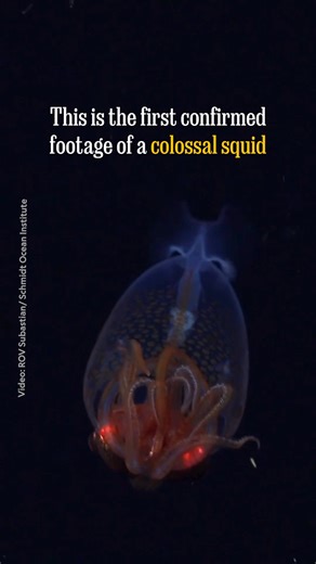 National Geographic on Instagram: "The colossal squid—one of nature’s most elusive animals, and handily the world’s most massive squid species—was first identified 100 years ago using remains found in the stomach of a sperm whale. Now, one has been filmed alive in its natural oceanic environment for the first time. The nearly one-foot-long juvenile offers scientists a rare glimpse into its unique behaviors and biology. Learn more about this incredible find at the link in bio. Video by ROV Subast