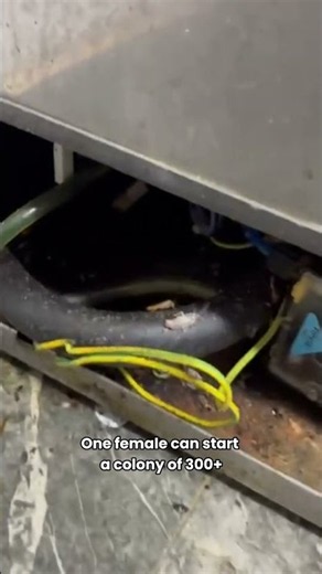 German Cockroaches