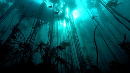 Saving the kelp forest that stars in My Octopus Teacher