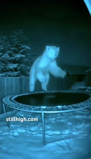 Polar bear caught on night vision camera #stillhigh #stillhighsafari #hightribe #wildlife