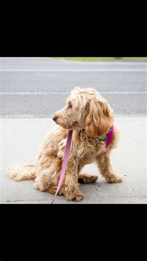 Why Your Dog Keeps Looking Back at You on Walks