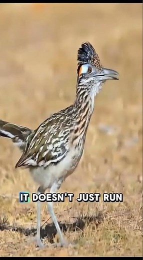 You’ve NEVER Seen the Fastest Bird Run Like This 🏃‍♂️🦅