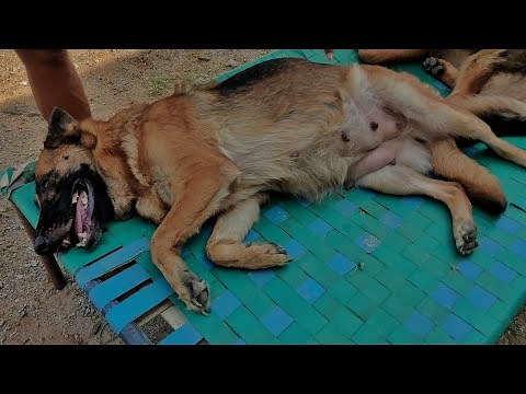 7 Weeks Pregnant German Shepherd | How To Care Pregnant GSD | Symptoms of a Pregnant Dog