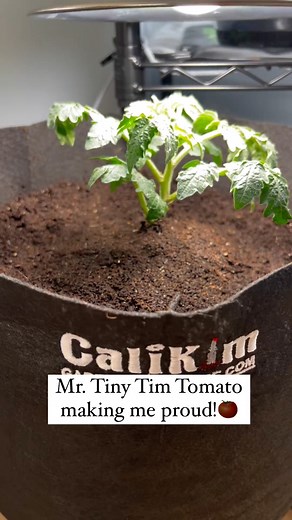 Tiny Tim, BIG TIME results 🍅 🌱 Smart Pot Gardener Myriam (@MyrsGarden) has blown the lid off Tiny Tim tomato expectations! From humble Solo Cup beginnings to a 5-gallon CaliKim Edition throne, this Tiny Tim is about to burst with juicy goodness! And the craziest part? Myriam grew this Tiny Tim completely indoors! CaliKim Tips Smart Pot Power = one epic tomato journey! Want to follow in Miriam's footsteps and unlock your own indoor gardening potential? Head over to CaliKim Garden & Home DIY (@C