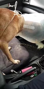 8.2K views · 52 reactions | Imagine your doggo did this, what will you do  SGVirality | SGVirality | Facebook