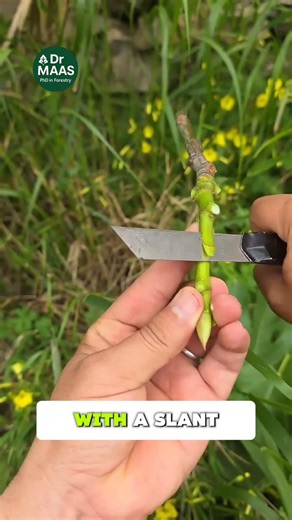 Center Cut Grafting Method 🌱 Easy & High Success Technique