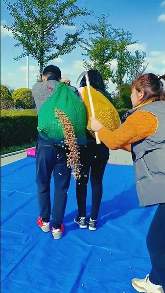 Hazelnut cutting harvest l Amazing work #shorts #trending #life #reels #hazelnut