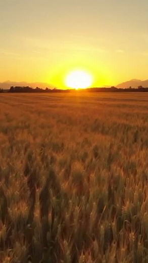 Pathik Makwana (@pathikmakwana7)’s videos with original sound - mr khan - Rashid khan Pune