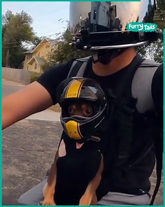 2.3M views · 18K reactions | These chihuahuas are living their best biker life!   | Furry Tails | Facebook
