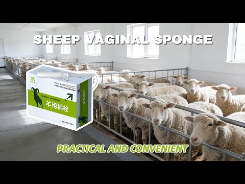 The Easiest Way to Restrain Sheep Safely–Full Tutorial on Sheep Restraint Device！