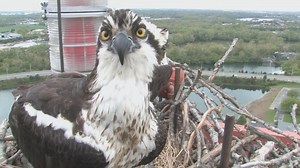 Getting to know the Ospreys