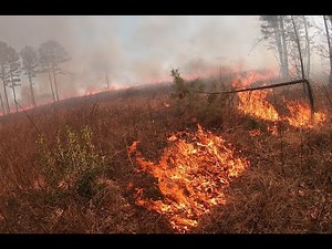 Parkers Branch WMA Burn, Impressive fire behavior