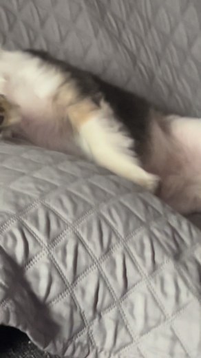 58 reactions · 3 comments | Getting over feels #toby #furmom #petsofinstagram #chihuahua #dog #petcare #shichi #pet #furbaby | El-Toby Thompson | Facebook