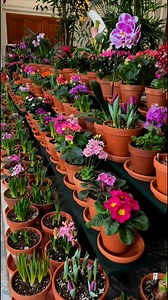 53K views · 4.7K reactions | Signs of Spring: Each February, George Eastman’s mansion—the Eastman Museum—is filled with spring flowers. It’s a tradition that dates back decades when the Kodak founder traveled to Holland and ultimately had all sorts of blooms shipped to Rochester and his estate. There are about 60 varieties here. The Dutch Connection is on display for the next couple of weeks there. #spring #flowers | John Kucko Digital | Facebook