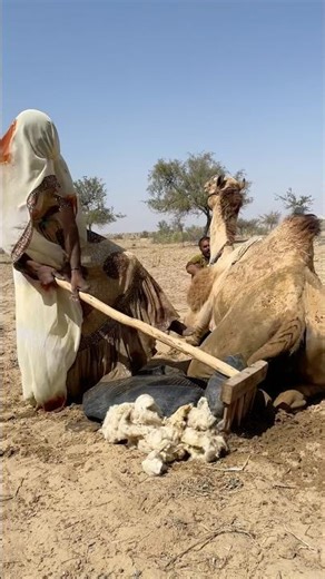 مشهد يلخص معنى الحماية والحنان #shortsfeed #animals