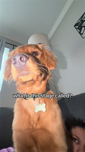 Understanding Puppy Development Stages