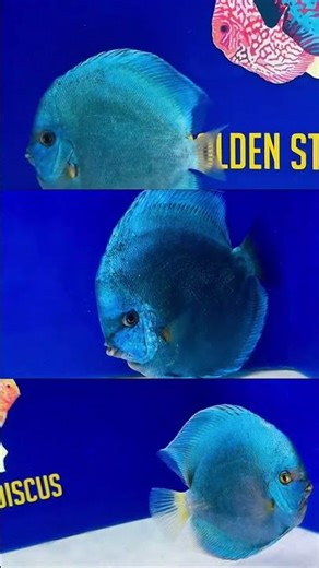 JUMBO PREMIUM BLUE DIAMOND DISCUS