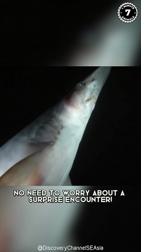 9K views · 227 reactions | 10 Most Bizarre Deep-Sea Creatures  The WEIRDEST Ocean Life! Down in the dark, the ocean hides creatures that look straight out of nightmares. From glowing jellies to fish with transparent heads, these species redefine “weird.” You won’t believe what survives miles below the surface! #wildlife #nature #animalfacts #animalvideos | 1 Minute Animals | Facebook