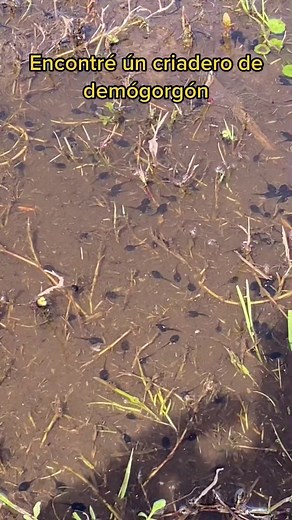 Discovering a Demogorgon Baby: Unveiling a Mysterious Creature