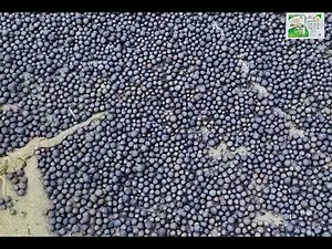 Watch Complete Process of #Makhana Harvesting and Production