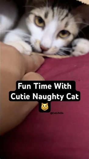 Play Fun With Cute Naughty Cat | Crazy Cat Behaviour | Cat Mood | Cat Reaction #cat #kitten #shorts