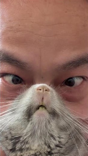 Meet Our Totoro Cat: A Heartwarming Pet Debut