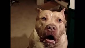 Cамый злой и опасный питбуль