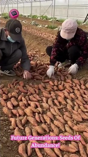 Seed Potato SENSEI: Watch The Master Pick PERFECT Sweet Potatoes For Next Year's Epic Crop! 🍠🌱🤯