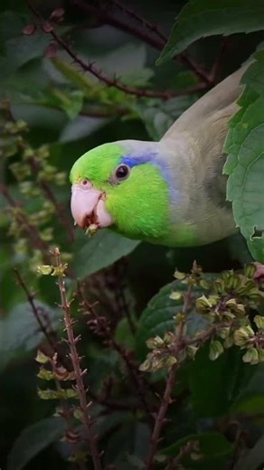birds Pacific Parrotlet #birds #pájaro #wildlife