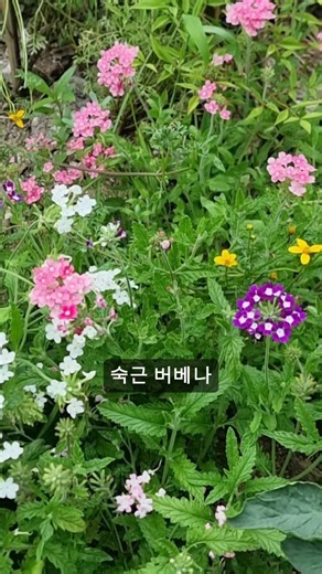 봄부터 가을까지 계속 피는 꽃, 숙근버베나 | Purpletop Vervain Blooms for Months