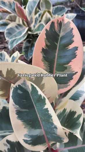 The Variegated Rubber Plant, scientifically known as Ficus elastica 'Tineke', is a cultivar of the rubber plant (Ficus elastica) prized for its striking variegated foliage. It's a popular houseplant with large, glossy leaves featuring a mix of green and creamy white, often with pinkish hues. This plant is native to Southeast Asia and is known for its ease of care and ability to adapt to indoor environments. | Orender Farm & Gardens LLC
