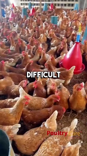 Different Housing Systems for Egg Production