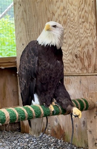 61K views · 5.1K reactions | Aurora still has her wing wrapped after...