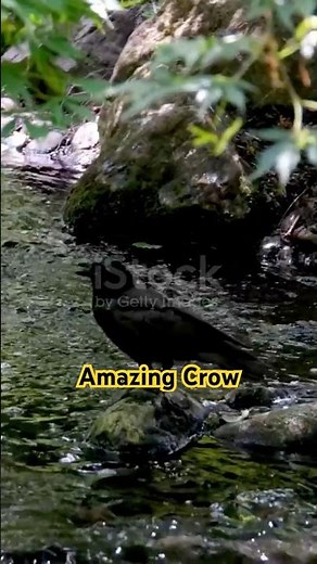 “Amazing Crow Facts in 30 Seconds! 🪶 | ZooQuick”