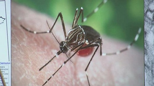 How to Protect Yourself Against the Zika Virus
