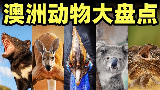 自然界的新手村，大洋洲都有哪些神奇动物？