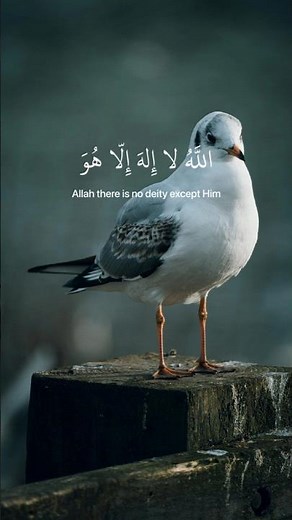 SubhanAllah beautiful recitation ever heard 💝 #quran #allah