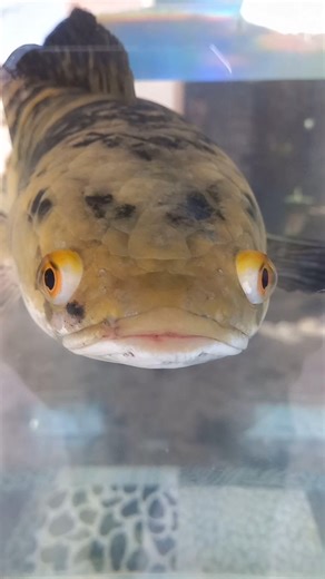 Predator lokal ikan Chana #viralvideo #viralshort #aquarium #ikanchanna #predator #menakutkan#shorts