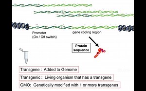 FCGMOs Transgenes Basics