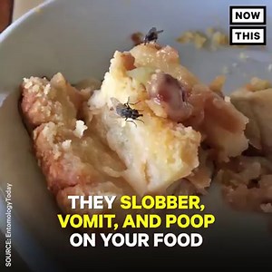 A fly landing on your food for even a second is bad news | NowThis Food