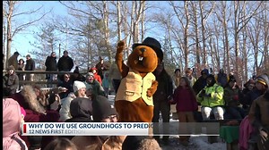 Why do we use groundhogs to predict the weather?