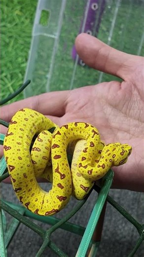 The Truth About "Aggressive" Green Tree Pythons...